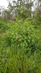 Hibiscus furcellatus