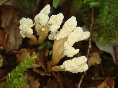 Cordyceps sinclairii