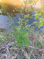 Bidens pilosa pilosa