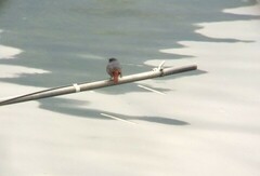 Phoenicurus fuliginosus