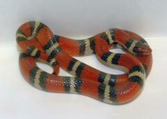 Lampropeltis elapsoides