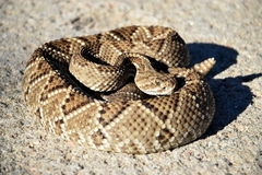 Crotalus durissus terrificus