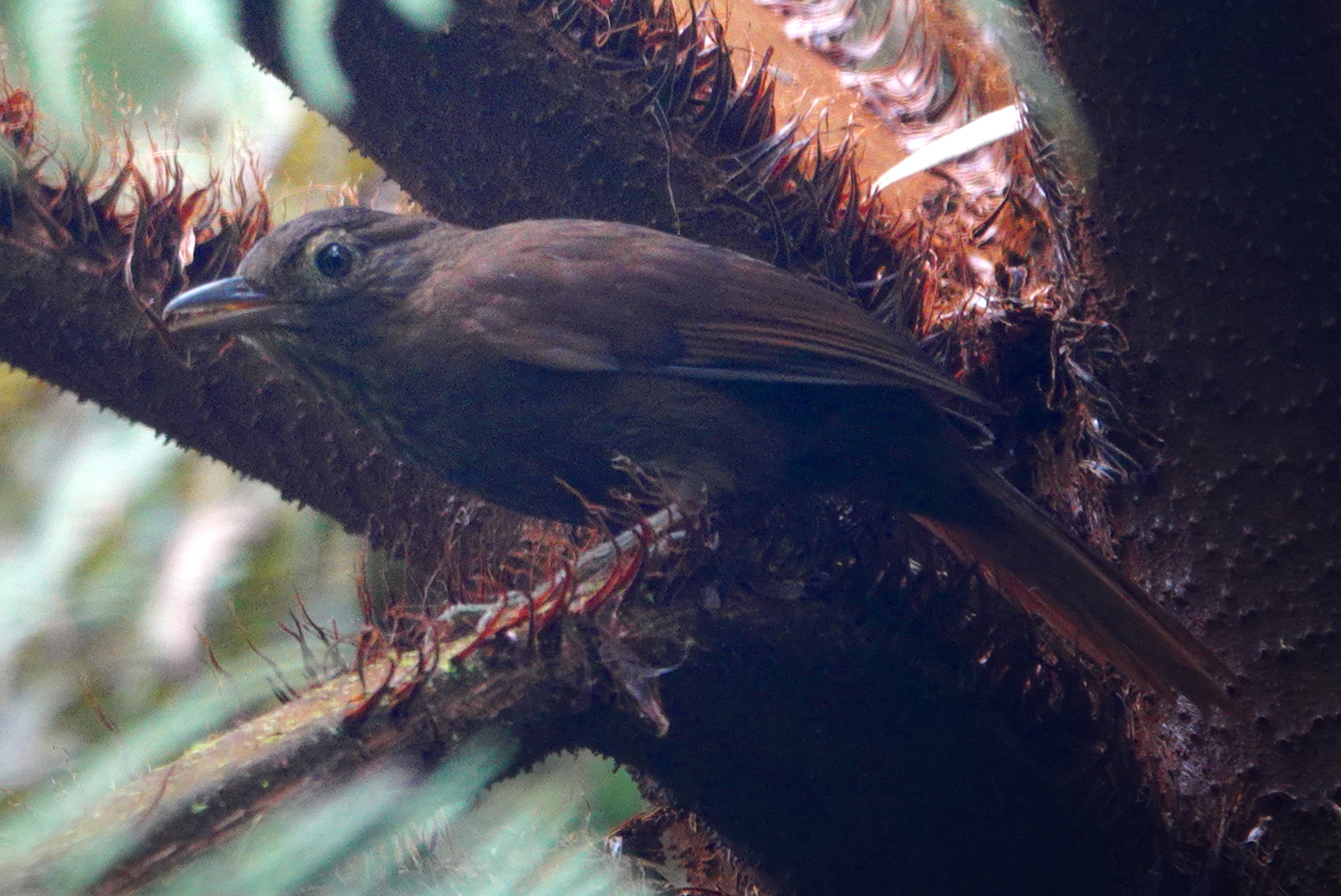 Uniform Treehunter (Thripadectes ignobilis), photo 3