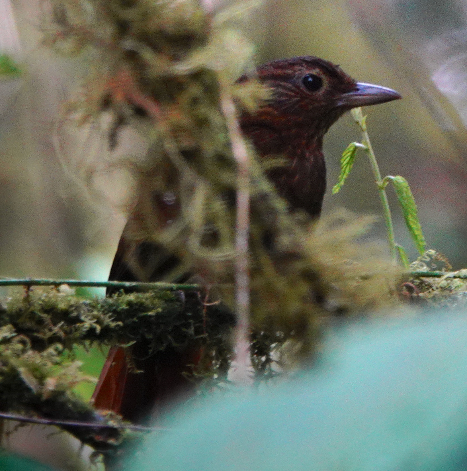 Uniform Treehunter (Thripadectes ignobilis), photo 6
