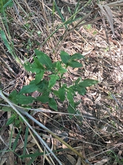 Bidens pilosa pilosa