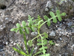 Pholistoma auritum arizonicum