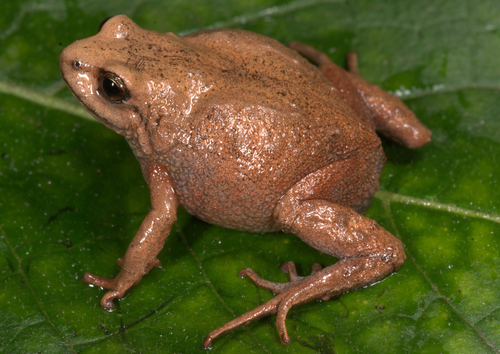 Bryophryne zonalis