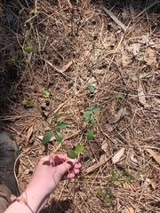 Bidens pilosa pilosa