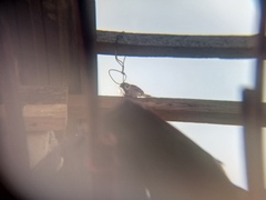 Passer montanus