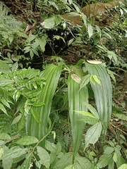 Calanthe
