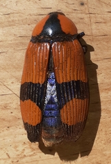 Temognatha