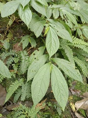 Elatostema platyphyllum