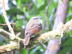 Myiodynastes hemichrysus