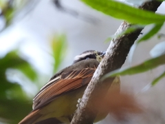 Myiodynastes hemichrysus