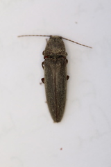 Melanotus castanipes