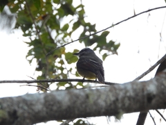 Myiodynastes hemichrysus