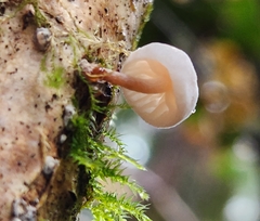 Mycena haematopus