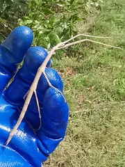 Phasmatinae