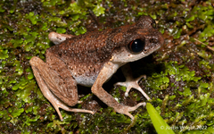 Leptobrachella
