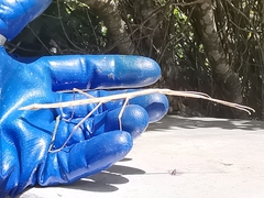 Phasmatinae