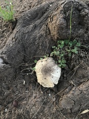 Chlorophyllum