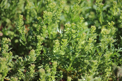 Lepidium strictum