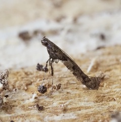 Caloptilia ostryaeella