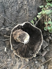 Chlorophyllum