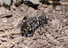 Cicindela longilabris