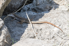 Aspidoscelis costatus