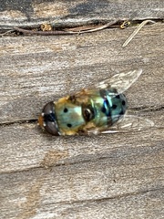Austalis pulchella
