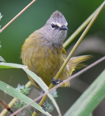Pycnonotus flavescens