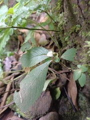 Rhynchotechum discolor