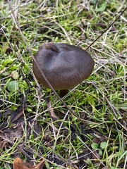 Entoloma sericeum