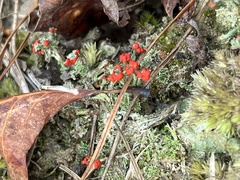 Cladonia cristatella