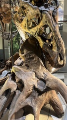 Triceratops horridus