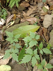 Gynostemma pentaphyllum