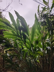 Alpinia uraiensis