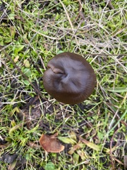 Entoloma sericeum