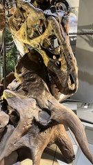 Triceratops horridus