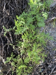 Phacelia distans
