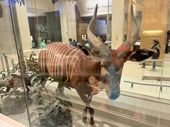 Tragelaphus eurycerus