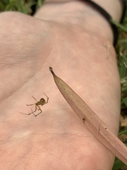 Theridion pyramidale