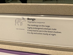 Tragelaphus eurycerus