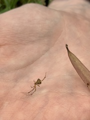 Theridion pyramidale