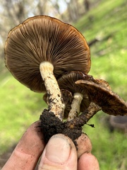 Pholiota brunnescens