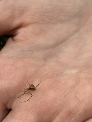 Theridion pyramidale