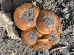 Pholiota brunnescens