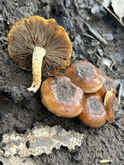 Pholiota brunnescens