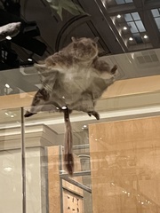 Anomalurus derbianus